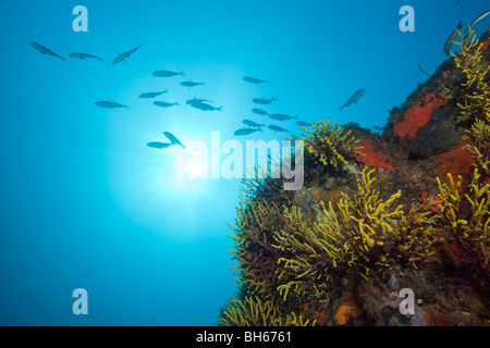 Riff mit Shoal of Two-banded Brachsen, Brasse Vulgaris, Tamariu, Costa Brava, Mittelmeer, Spanien Stockfoto