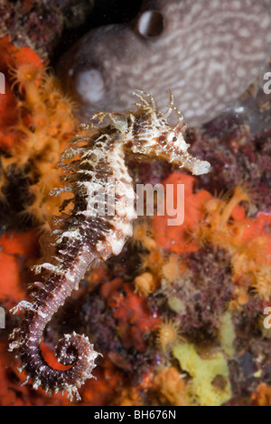 Mittelmeer-Seepferdchen, Hippocampus Ramulosus, Tamariu, Costa Brava, Mittelmeer, Spanien Stockfoto