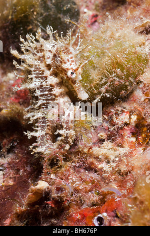 Mittelmeer-Seepferdchen, Hippocampus Ramulosus, Tamariu, Costa Brava, Mittelmeer, Spanien Stockfoto