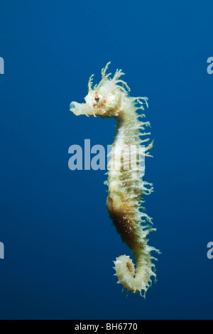 Longsnouted Seepferdchen, Hippocampus Ramulosus, Tamariu, Costa Brava, Mittelmeer, Spanien Stockfoto