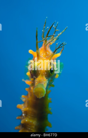 Porträt des Longsnouted Seepferdchen, Hippocampus Ramulosus, Tamariu, Costa Brava, Mittelmeer, Spanien Stockfoto