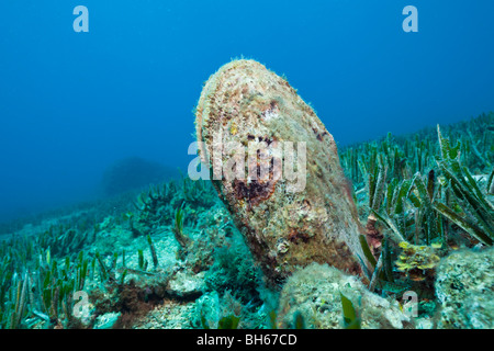 Edle Steckmuschel, Pinna Nobilis, Les Ferranelles, Medes-Inseln, Costa Brava, Mittelmeer, Spanien Stockfoto