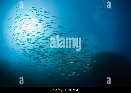 Fischschwarm von Kuh Brassen, Sarpa Salpa, El Medallot, Medes-Inseln, Costa Brava, Mittelmeer, Spanien Stockfoto