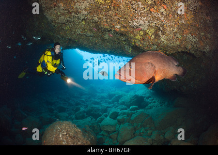 Taucher und Dusky Grouper in Höhle, Epinephelus Marginatus, Dofi Norden, Medes-Inseln, Costa Brava, Mittelmeer, Spanien Stockfoto