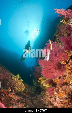 Scuba Divng Medes-Inseln, Carall Bernat, Costa Brava, Mittelmeer, Spanien Stockfoto