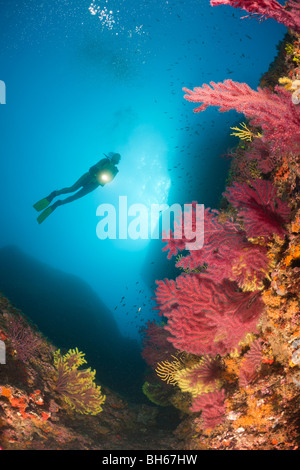 Scuba Divng Medes-Inseln, Carall Bernat, Costa Brava, Mittelmeer, Spanien Stockfoto