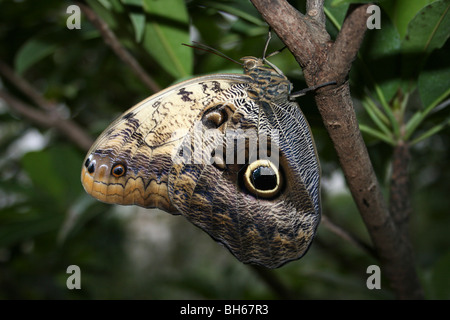 Riesen Eule Schmetterling Caligo Memnon genommen im Zoo von Chester, England, UK Stockfoto