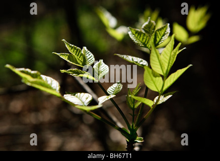 Frühling und neues Wachstum - sprießen neue Blätter an einem Baum im Wald Stockfoto