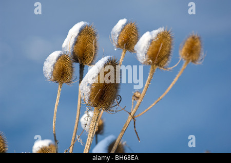 Schneebedeckte gemeinsame Karde Samenköpfe Stockfoto