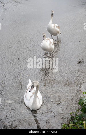 Schwäne Eis Teich See Schwan Cygnet 3 PT frieren gefroren Stockfoto