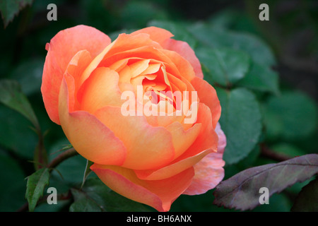 Pfirsich farbigen Rosenzucht in Alnwick Gardens in Alnwick, Northumberland, England. Stockfoto