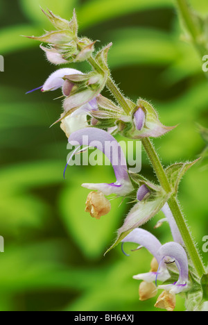 Salvia Sclarea, Clary Sage Flowers, Wales, Großbritannien. Stockfoto