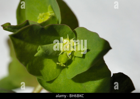 Kleine Wolfsmilch, Euphorbia peplus Stockfoto