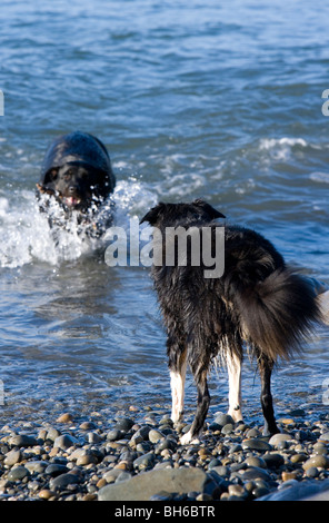 Zwei Hunde spielen im Meer erwachsenen männlichen Border-Collie und Erwachsene weibliche Rottweiler Pembrokeshire Coast, Wales Stockfoto