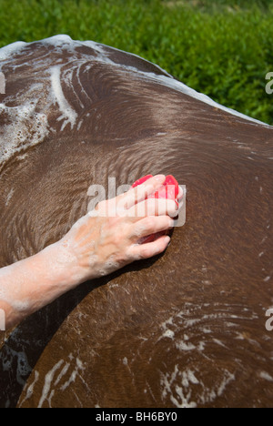 Foto des Pferdes verstecken mit Werkzeug beim Pferd Baden geschrubbt werden. Stockfoto