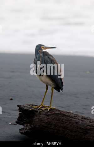 Dreifarbigen Reiher am Strand in Puerto Viejo, Costa Rica Stockfoto