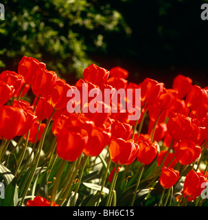 Close-up of red tulips Stockfoto