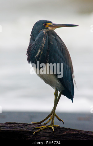 Dreifarbigen Reiher am Strand in Puerto Viejo, Costa Rica Stockfoto