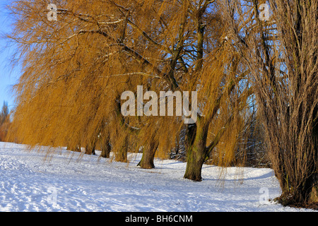 Licht im Winter an einem buschigen Flussufer, York, England Stockfoto