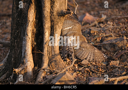 Shikra (Accipiter Badius) Angriff auf fünf gestreiften Palm Eichhörnchen auf einem Ast in Ranthambhore Stockfoto