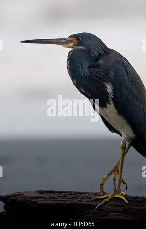 Dreifarbigen Reiher am Strand in Puerto Viejo, Costa Rica Stockfoto