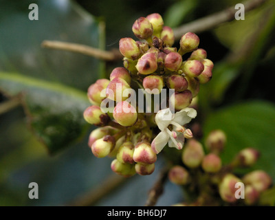 Holly Blumen und Knospen, Ilex aquifolium Stockfoto