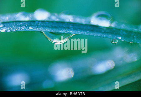 Tautropfen auf einem Grashalm Stockfoto