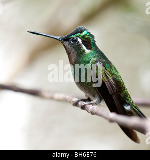 Lila-throated Berg-Juwel Kolibri im Monteverde Regenwald in Costa Rica Stockfoto