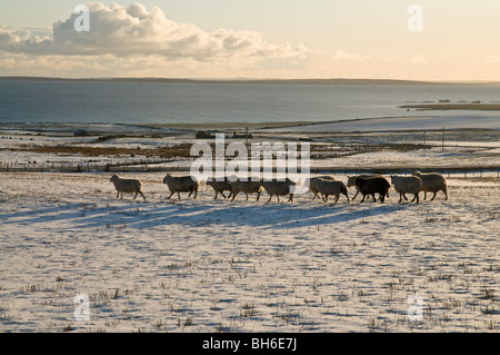 dh ORPHIR ORKNEY Schafherde wandern über schneebedecktes Feld snowscape winterliche Landschaft Winter Stockfoto