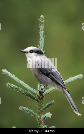 Grau-Jay auf einem Zweig / Perisoreus Canadensis Stockfoto