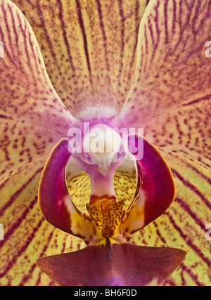 Blüten der Phalaenopsis Stockfoto