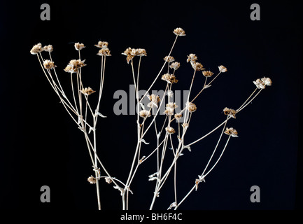 Der Elefantenfuß, Elephantus sp, James E grau zu bewahren, New Port Richey, Florida Stockfoto