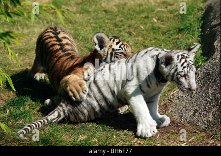 Zwei junge Bengal Tiger Cubs spielen im Cougar Mountain Zoo Stockfoto