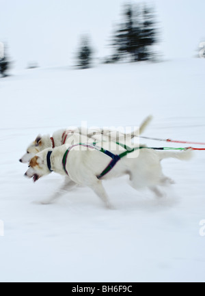 Bewegung verwischt Bild der Huskies zieht einen Schlitten in Gålå Norwegen Stockfoto