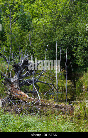 Degradation Forest Driftwood ertränkte Bäume in Michigan USA US-Draufsicht von oben oben niemand Hi-res Stockfoto