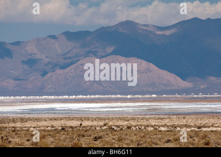 Salinas Grande, San Antonio de Los Cobres, Provinz Salta, Route 40, Argentinien Stockfoto