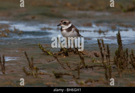 Semipalmated Regenpfeifer Charadrius Semipalmatus Fütterung auf San Malo Wattwanderungen Parksville Vancouver Island, BC Kanada im September Stockfoto