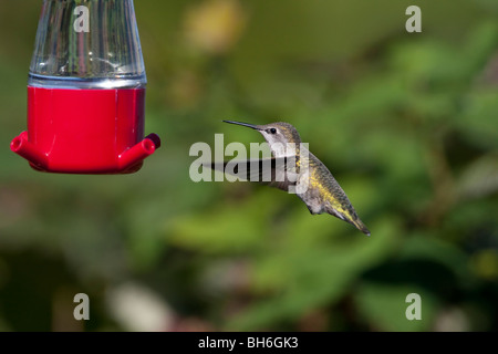 Annas Kolibris Calypte Anna weiblich schweben auf einem Kolibri Feeder in Nanaimo Vancouver Island, BC Kanada im September Stockfoto