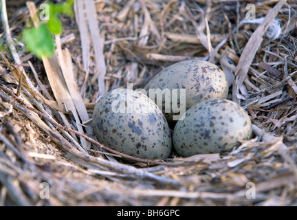 Silbermöwe Eiern auf dem Nest. Stockfoto