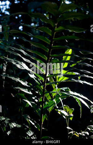 Licht strömt durch die Baumkronen des Waldes am Punta Uva, Puerto Viejo, Costa Rica Stockfoto