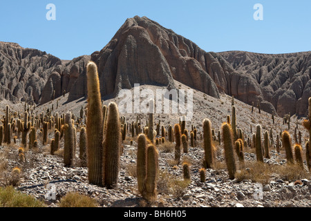 Cardonas, Quebrada del Toro (del Toro Schlucht), Provinz Salta, Route 51, Argentinien Stockfoto