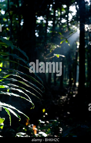 Licht strömt durch die Baumkronen des Waldes am Punta Uva, Puerto Viejo, Costa Rica Stockfoto