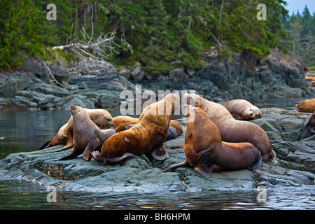 Steller Seelöwen aus Nord Vancouver Island, Vancouver Island, British Columbia, Kanada. Stockfoto