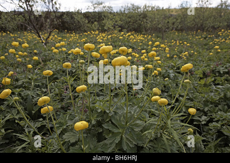 Kugel-Blumen, Trollblume Europaeus Malham North Yorkshire UK Stockfoto