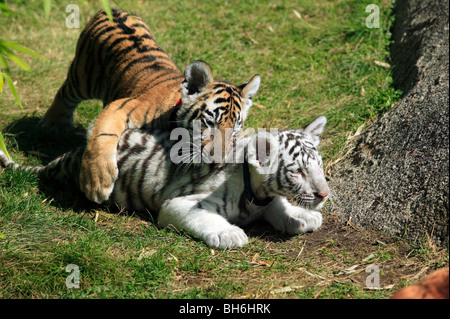 Zwei junge Bengal Tiger Cubs spielen im Cougar Mountain Zoo Stockfoto