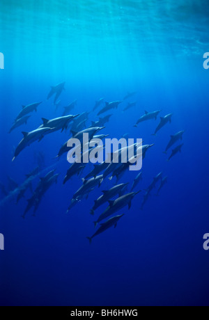große Herde von Delfinen Hawaiian, Stenella Longirostris, Kona Coast, Big Island, Hawaii, USA, Pazifik Stockfoto