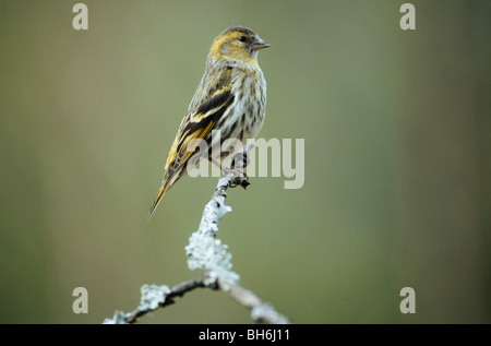 Eurasische Zeisig (weiblich) am Zweig / Zuchtjahr Spinus Stockfoto