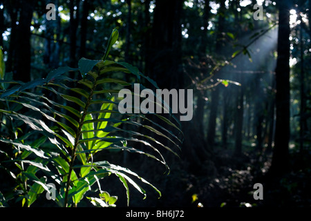 Licht strömt durch die Baumkronen des Waldes am Punta Uva, Puerto Viejo, Costa Rica Stockfoto