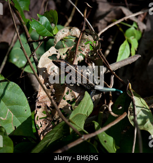 Zentralamerikanischen Whiptail Eidechse, Tortuguero Nationalpark Costa Rica Stockfoto