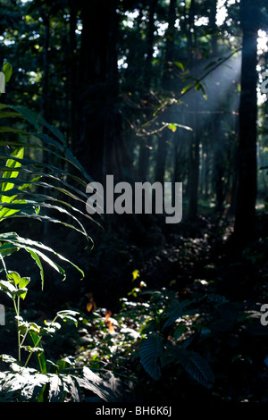 Licht strömt durch die Baumkronen des Waldes am Punta Uva, Puerto Viejo, Costa Rica Stockfoto